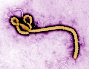 ebola-virus-kallista-images-getty