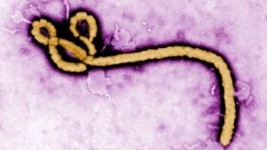 Ebola-virus-structure