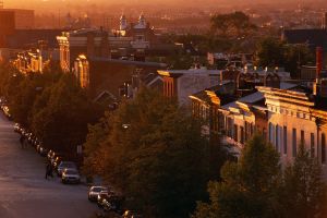 Tree-lined row homes in Baltimore, MD