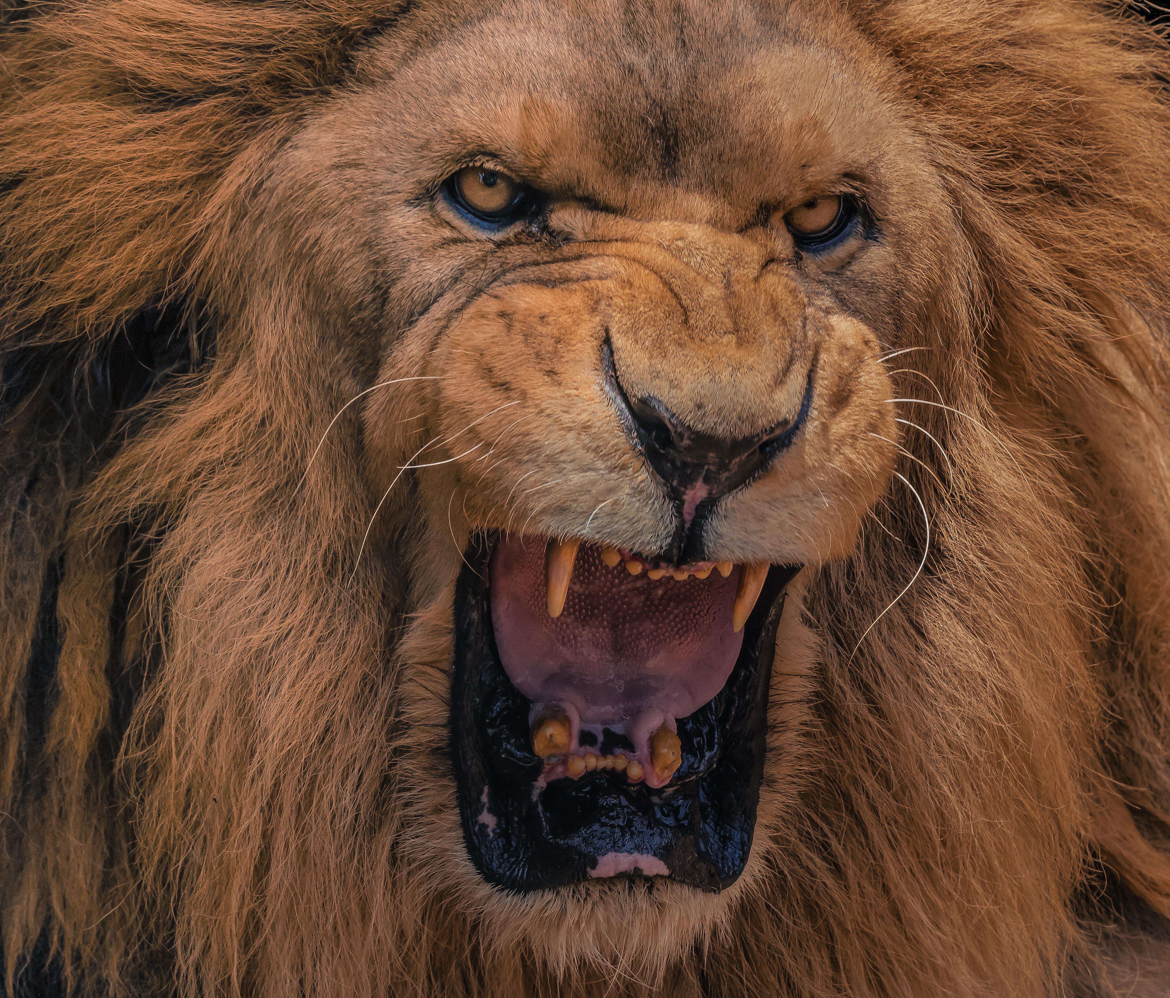 Close-up portrait of a Lion's roar