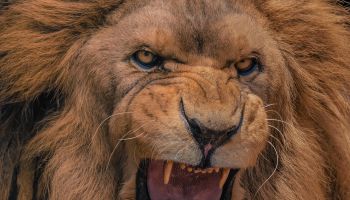 Close-up portrait of a Lion's roar