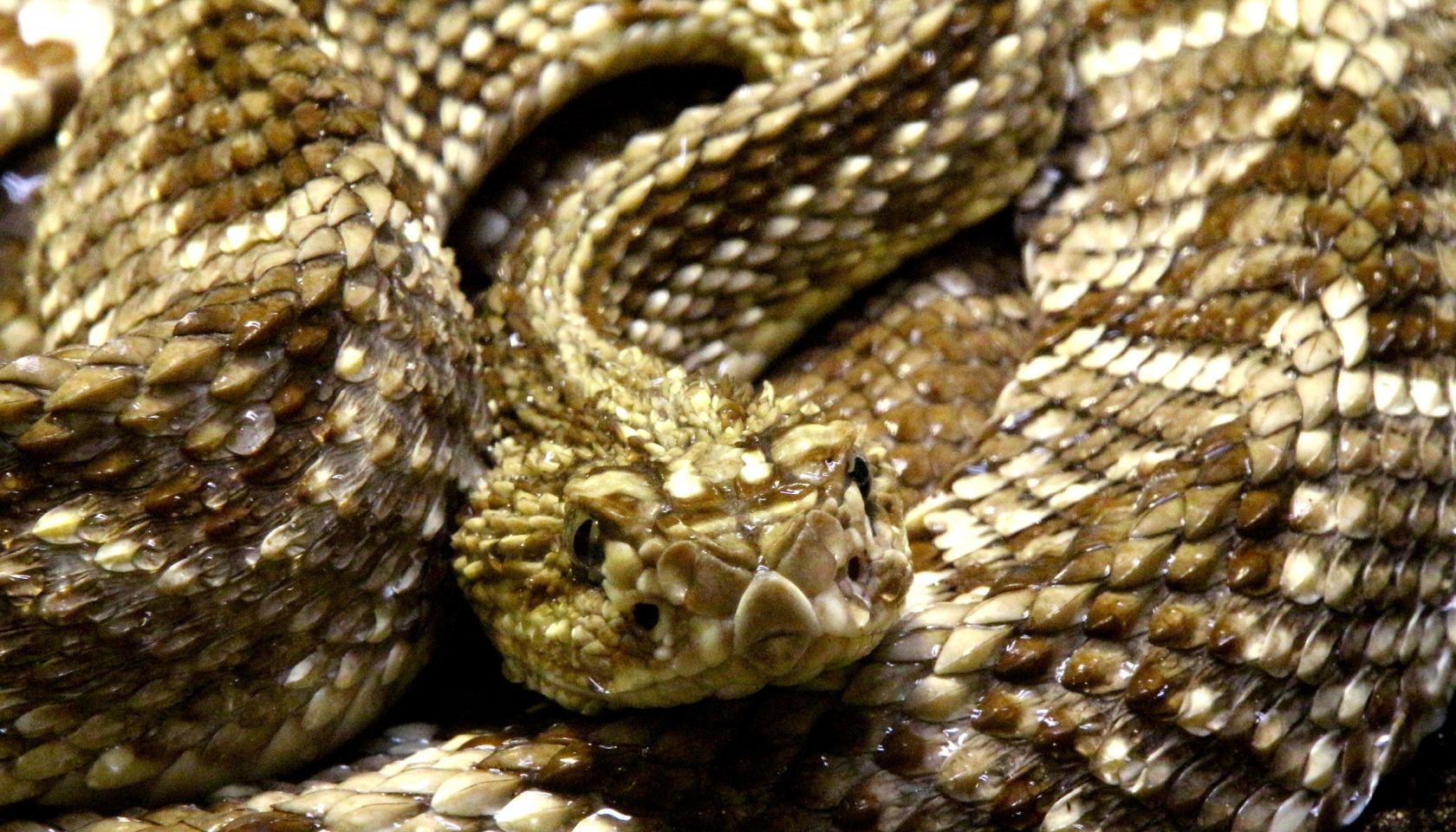 Close-Up Of Snake