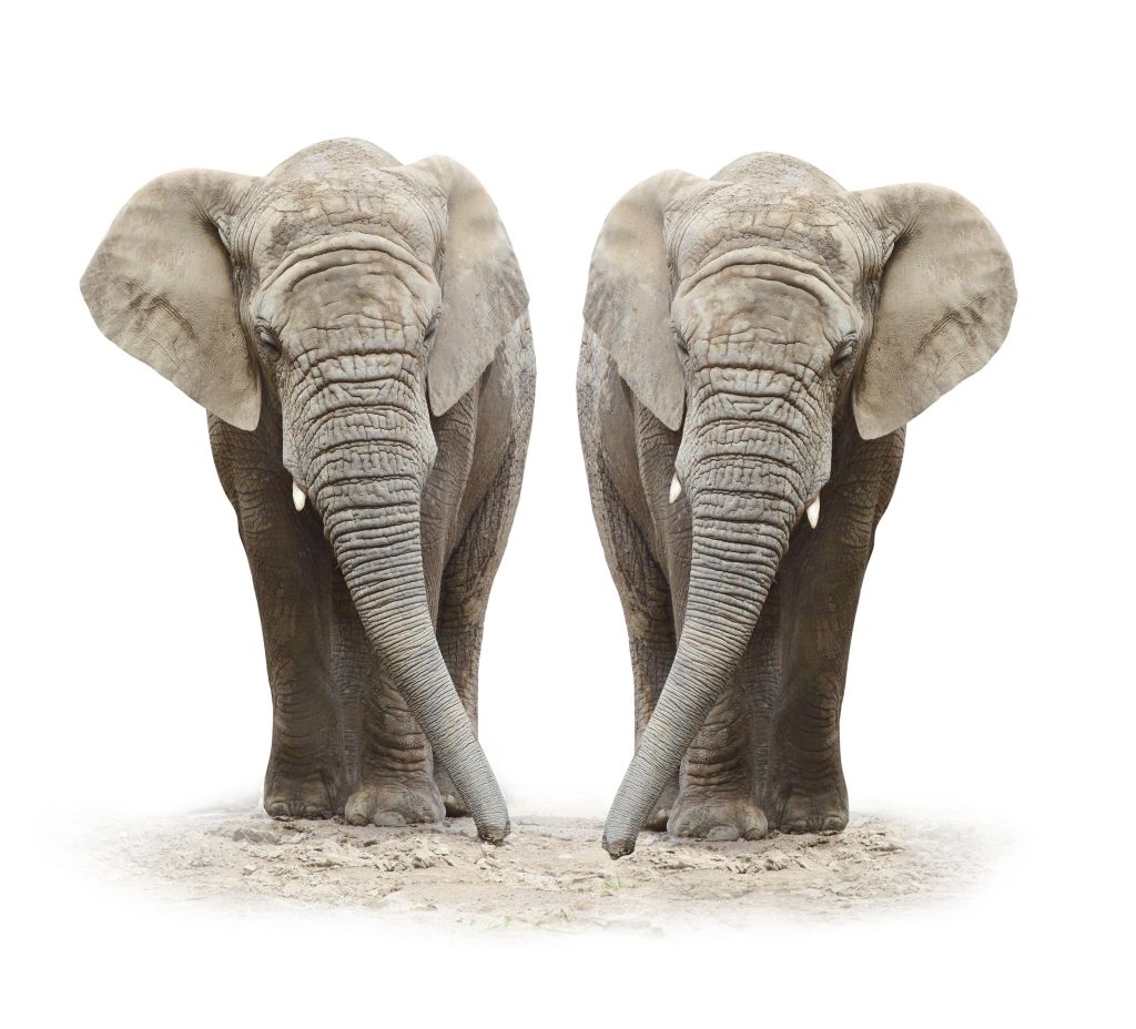 African elephants (Loxodonta africana) on a white background.