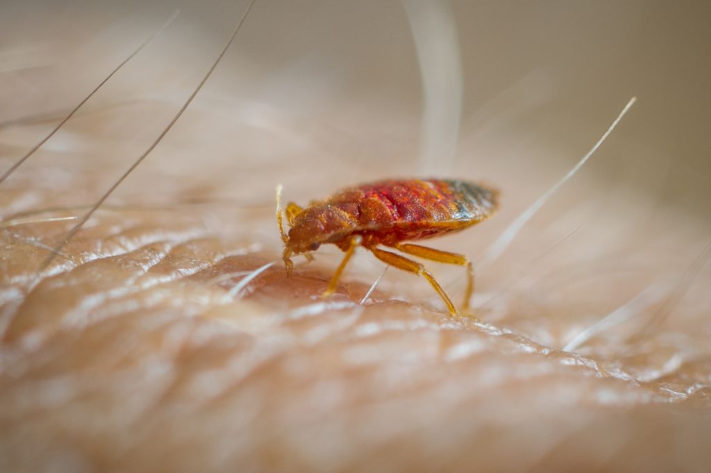 Bed bug feeding on human skin