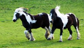 Miniature Horses On Grassy Field