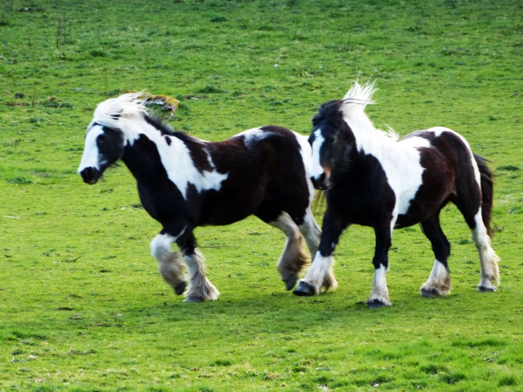 Miniature Horses On Grassy Field