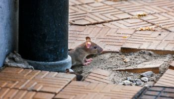 Juvenile brown rat / Common rat (Rattus norvegicus) emerging from drainpipe on pavement