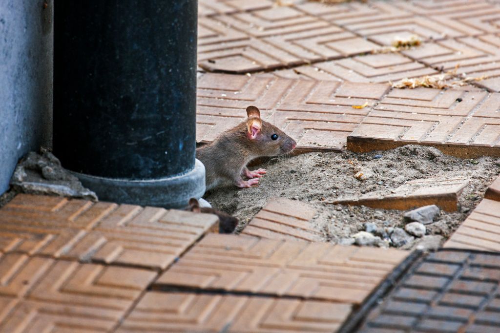 Juvenile brown rat / Common rat (Rattus norvegicus) emerging from drainpipe on pavement