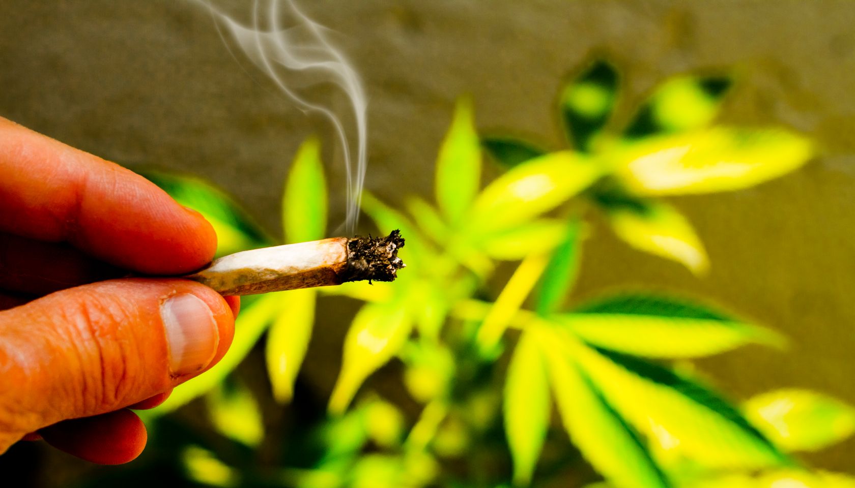 Weed Joint