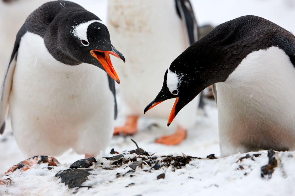 Pair of gentoo penguins bowing in courtship
