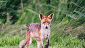 Red fox walking and looking into the camera from a field