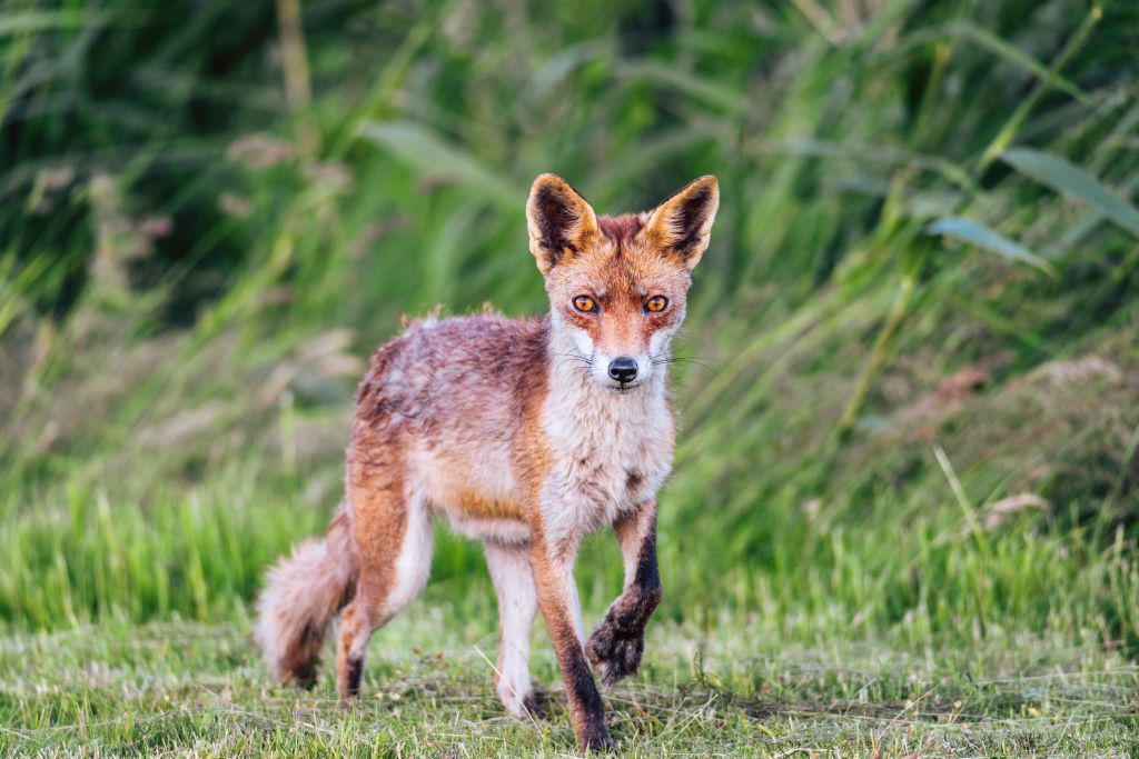 Red fox walking and looking into the camera from a field
