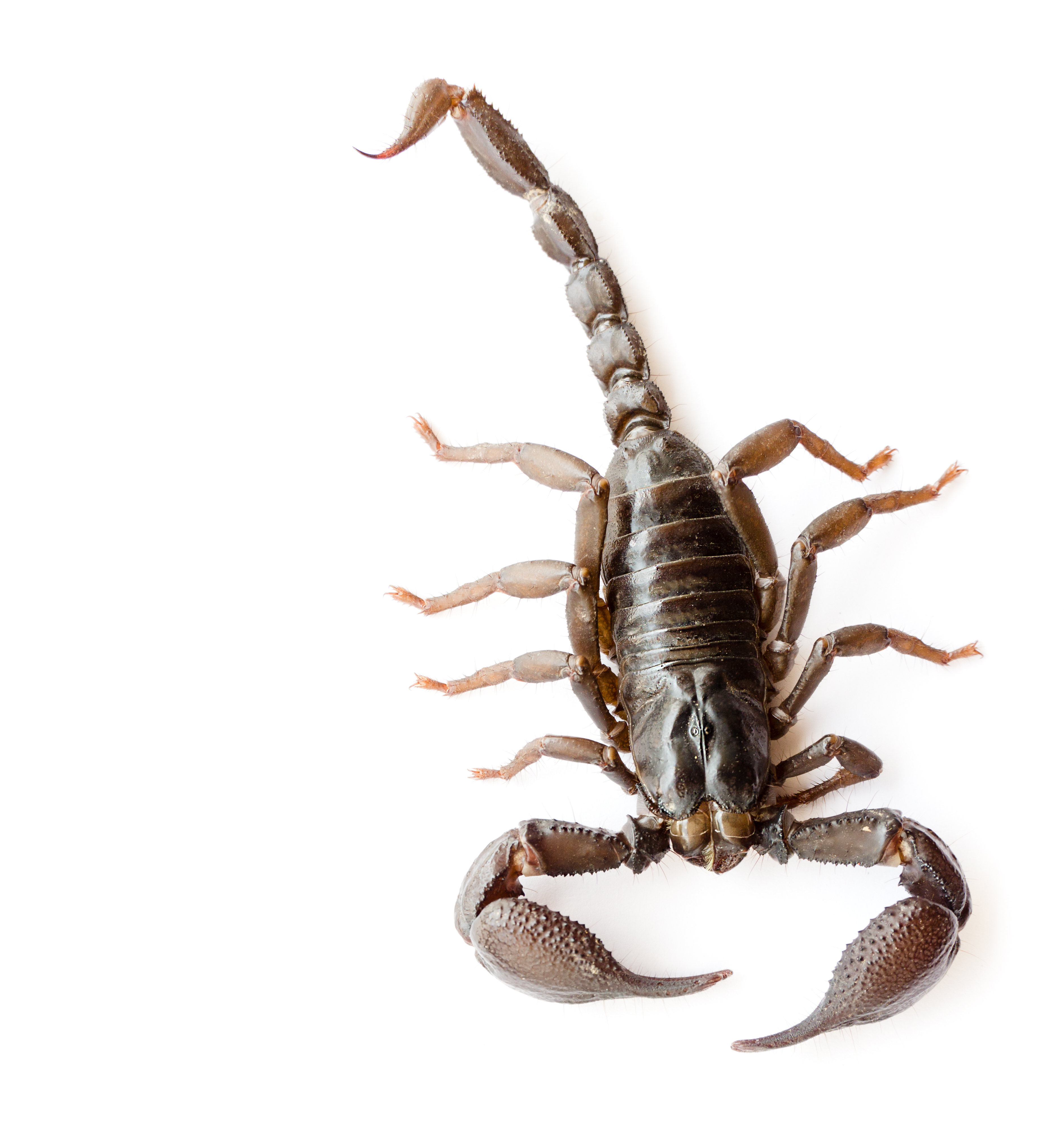 Close-Up Of Scorpion Over White Background