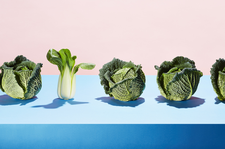 A row of cabbages with one bok choy
