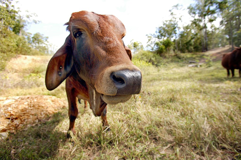 Sahiwal a cattle breed from the Punjab region of India on a farm at Wamuran, Que