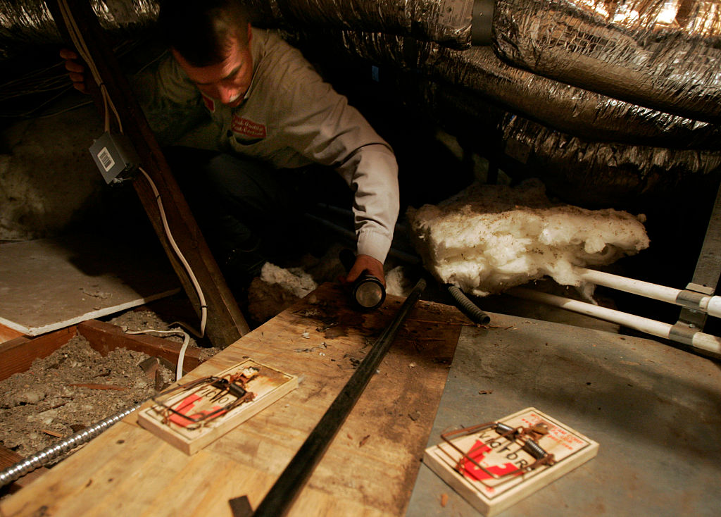 John Gloske of First Quality Pest Control checks rat traps in the attic of an Encino home. Last yea