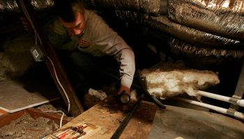 John Gloske of First Quality Pest Control checks rat traps in the attic of an Encino home. Last yea