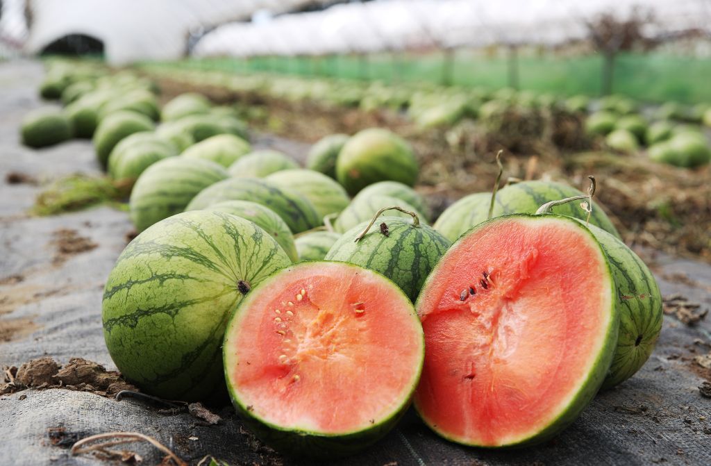 Asda grow 8,000 British watermelons having a 1,230% increase