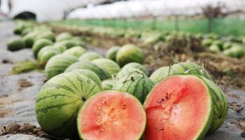 Asda grow 8,000 British watermelons having a 1,230% increase