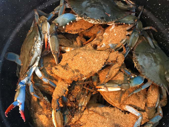 Close up View of Crabs Steaming in a Large Pot