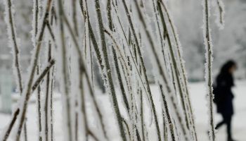 A girl walks by frost-covered trees in P