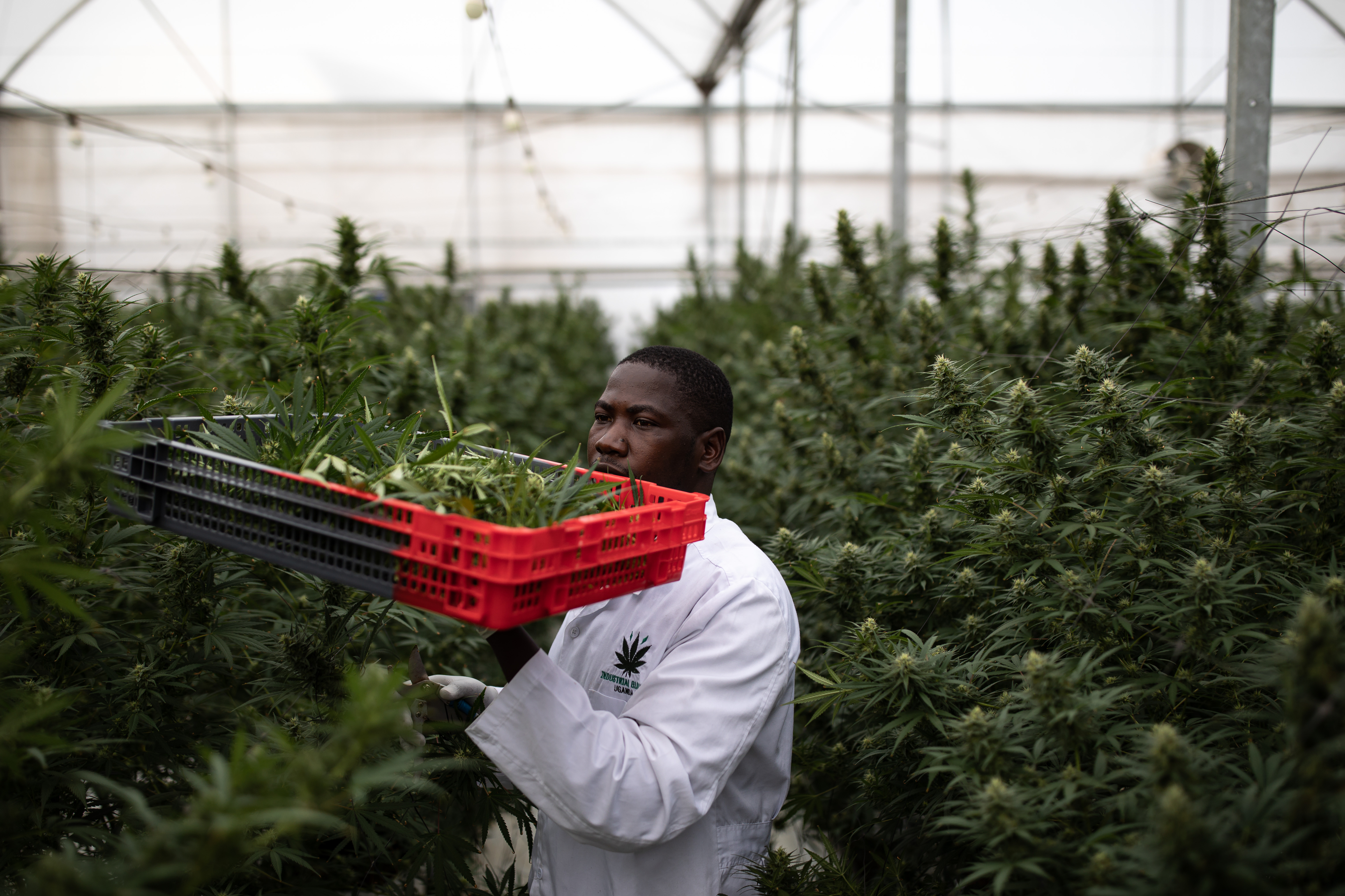 Weed being harvested