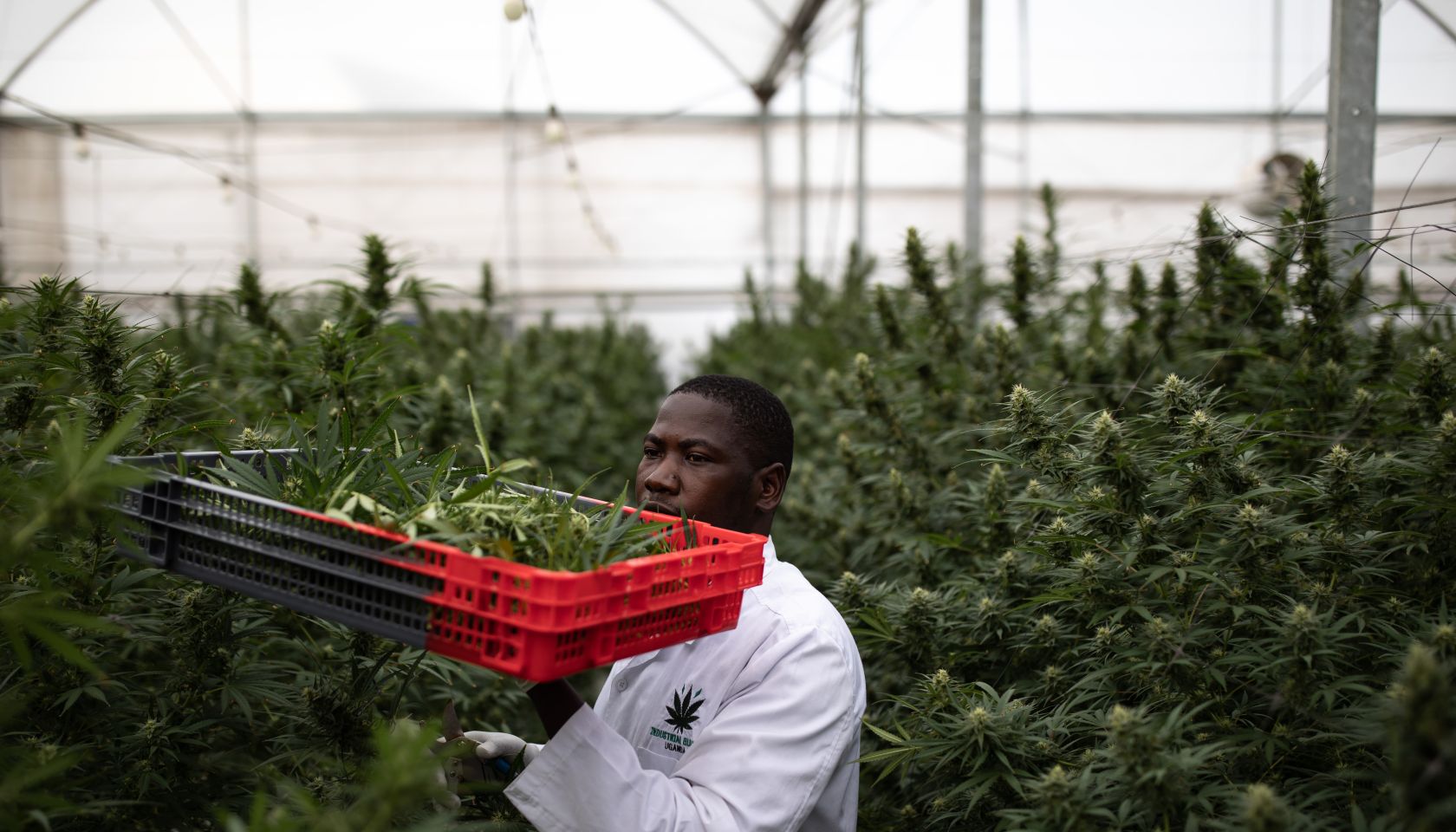 Weed being harvested
