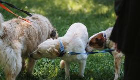 Group Of Mixed Breed And Purebred Dogs Playing Together At The City Park