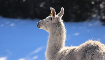 Close-Up Of Lama Against Sky