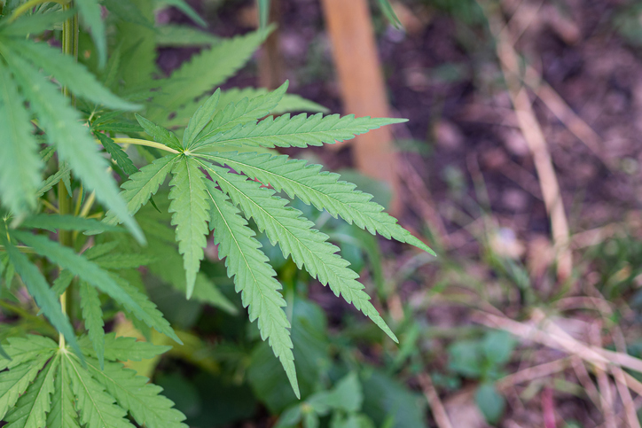Cannabis plant growing at outdoors marijuana farm.
