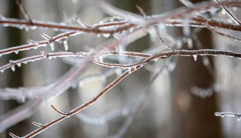 Freezing Rain on Branches