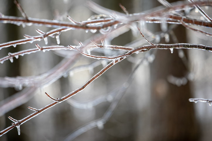 Freezing Rain on Branches
