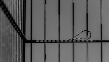 Grayscale view of prison bars