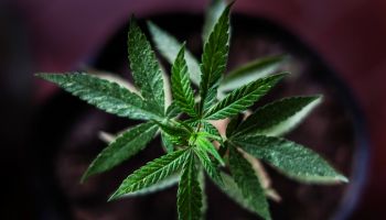 Cannabis medicine indoors