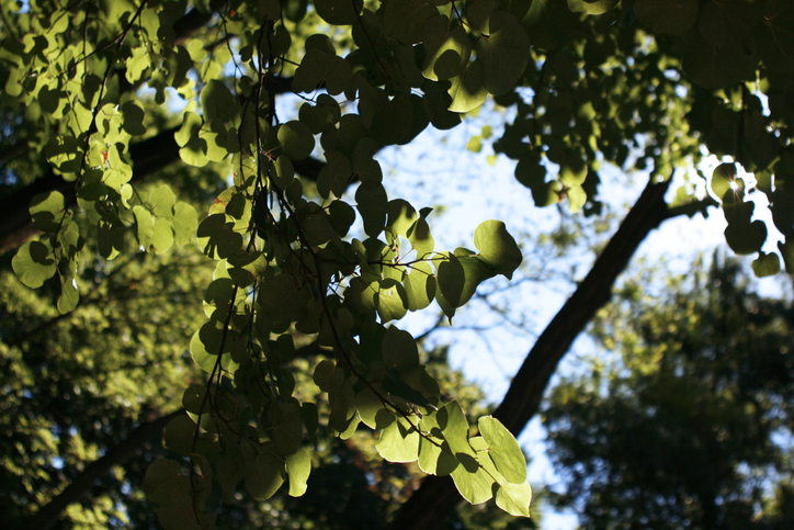 A tree branch with leaves