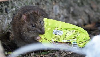 Rat Infestation At Motorway Services In United Kingdom