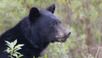 Profile of a black bear