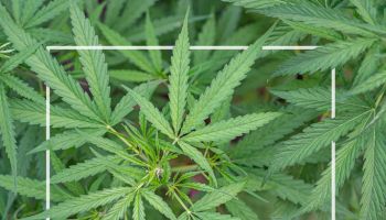 Close-up of marijuana plant growing at outdoor cannabis farm.