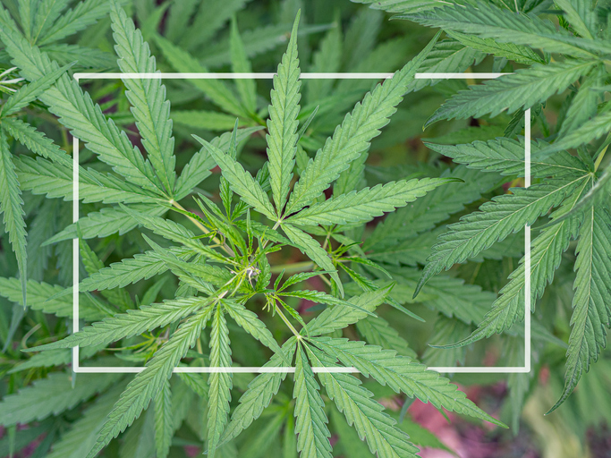 Close-up of marijuana plant growing at outdoor cannabis farm.