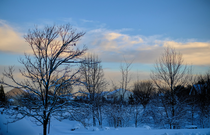Winter Trees in the Neighborhood