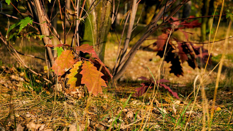 Red autumn oak leaf on a calm peace warm sunny day