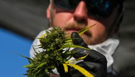 Maryland's First Legal Outdoor Marijuana-Cannabis Harvest