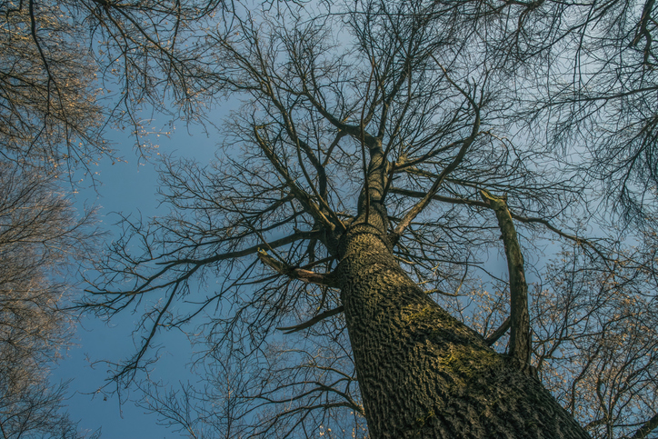 Misty mysterious forest landscape in early spring. Nature of New England, USA