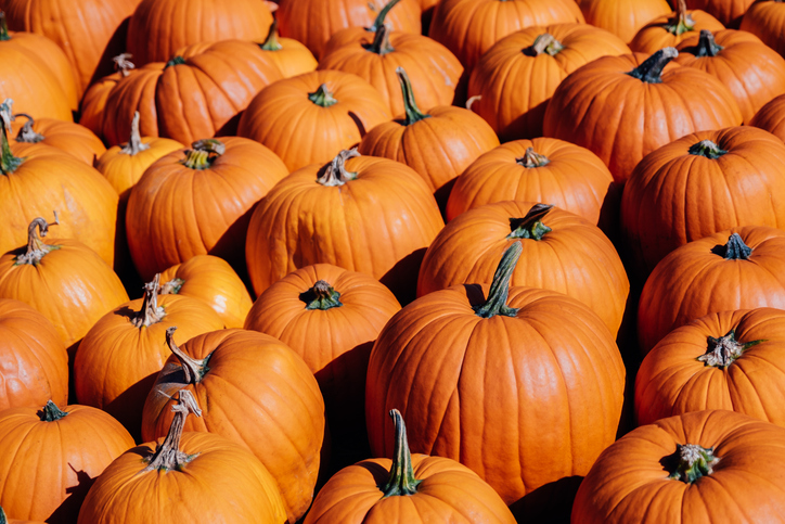 Bright orange pumpkins pattern stacked for autumn season