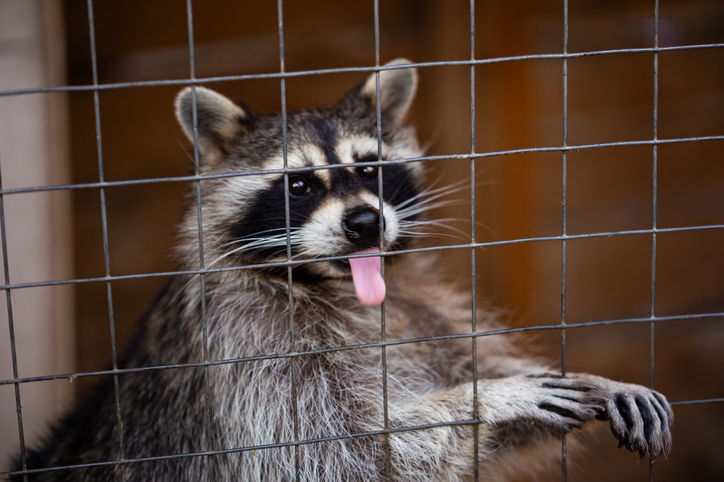 Sad cute raccoon in a cage. Animal prison. Poor raccoon is suffering. Close-up of an animal behind a fence close up