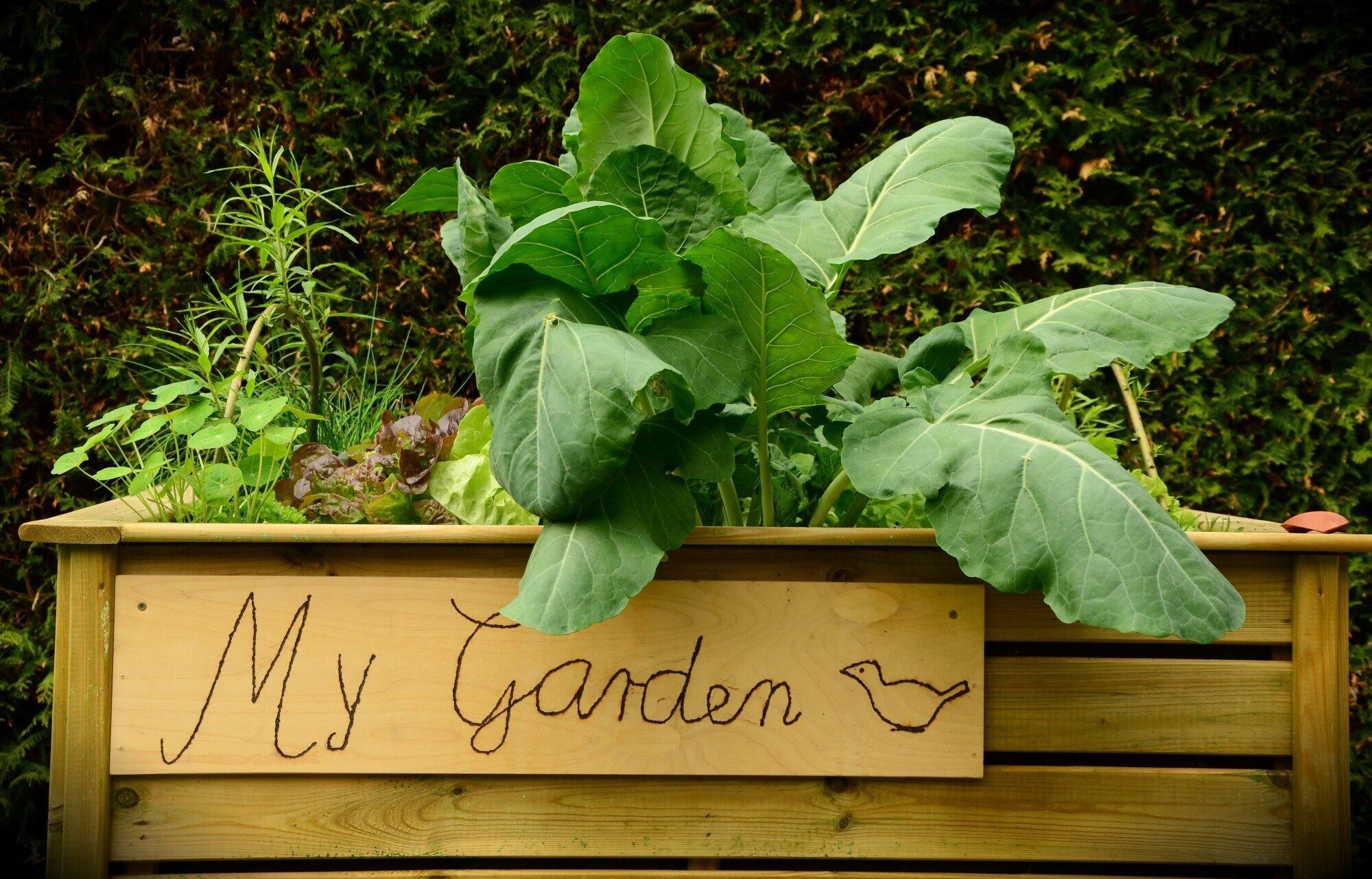 How cedar planters are transforming urban gardening