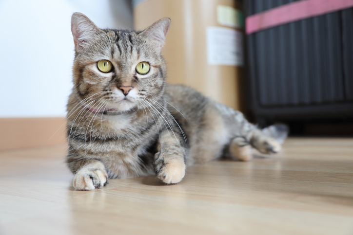 Adult Tabby Cat