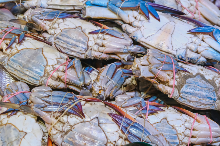 Fresh blue swimmer crabs close up. Raw seafood background with detailed shells, marine food and market concept