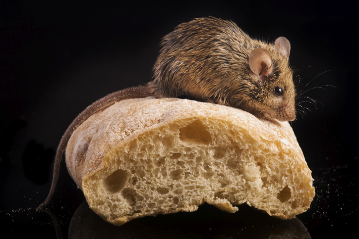 House mouse (mus musculus) with bred