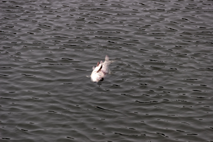 Dead Silver carp